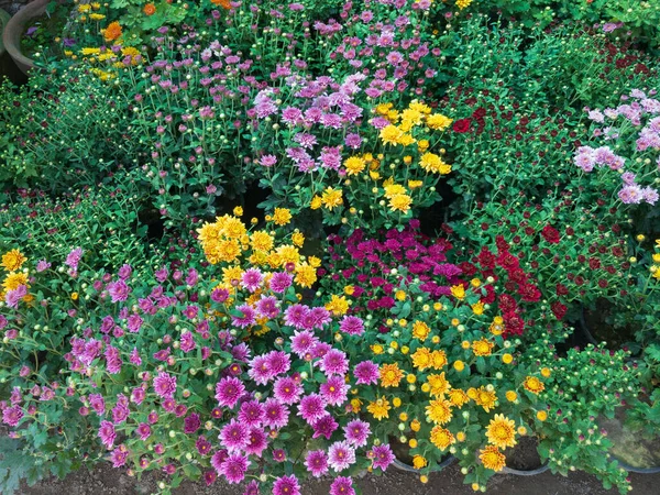 Хризантема Гули Дауди Цветы — стоковое фото