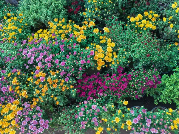 Chrysanthemum Guldaudi Fiori Display Molti Colori — Foto Stock