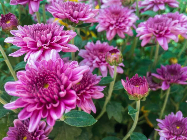 Közelkép Egy Gyönyörű Krizantém Virágok — Stock Fotó