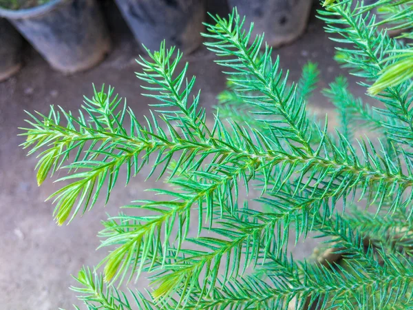 Araukarien Pflanze Lässt Nahaufnahme — Stockfoto