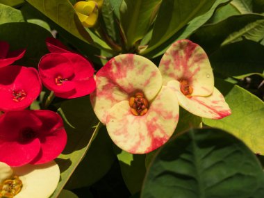 Euphorbia milii güzel bitki çiçek açtı.