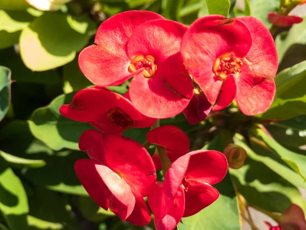 Euphorbia Milii Στεφάνη Από Κόκκινο Αγκάθι Λουλούδια — Φωτογραφία Αρχείου