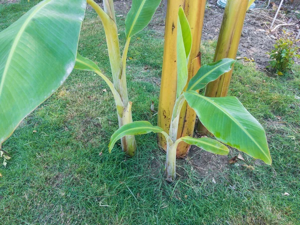 Avläggare Bananfruktplanta — Stockfoto