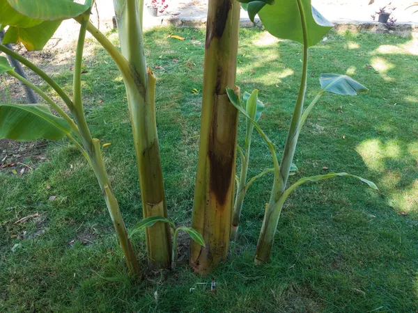 与母株一起生长的新香蕉植物 — 图库照片