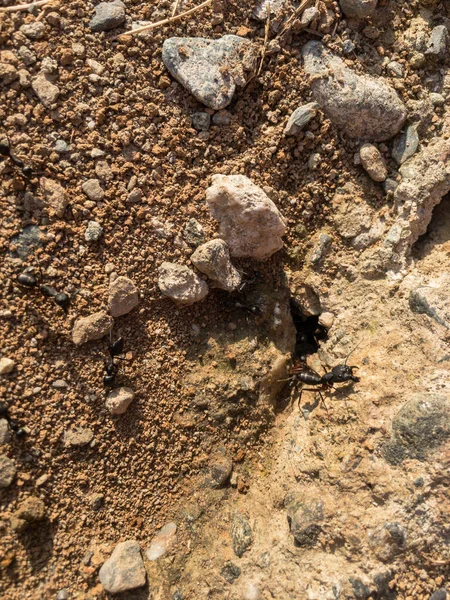 Eine Nahaufnahme Von Einem Ameisenloch Oder Ameisennest — Stockfoto