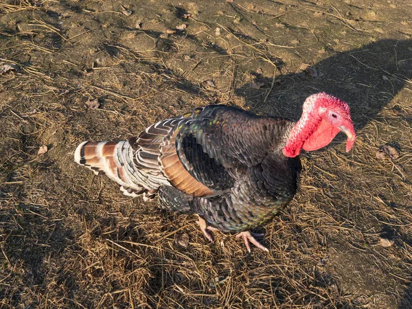 Gobbler Turkey Male Close Seup View — стоковое фото
