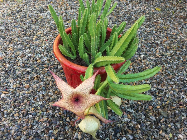 Stapelia Gigantea Kaktusy Sadzone Czerwonym Garnku — Zdjęcie stockowe