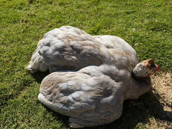 Helmeted Guinea Fowl Ill Unhealthy — Stock Photo, Image