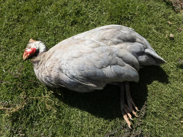 病気のギニア鳥は草の中で死んだ — ストック写真