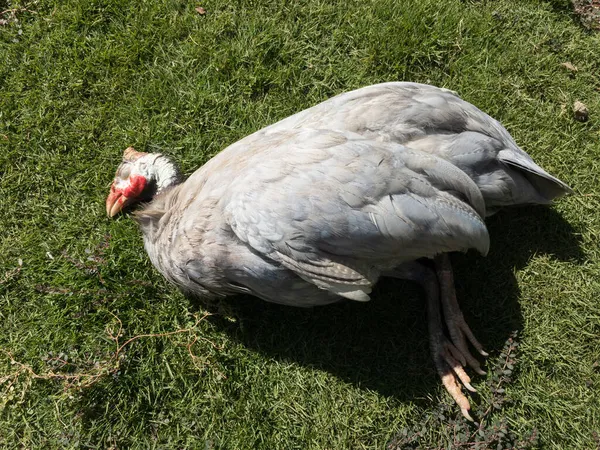 青いギニアの鳥が芝生の外で死んだ — ストック写真