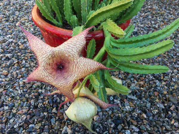 Stapelia Gigantea Kaktusy Dużym Kwiatem — Zdjęcie stockowe