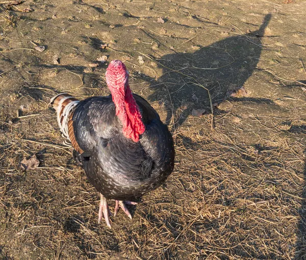 Turkeys Fowl Male Standing Field — Stock Photo, Image