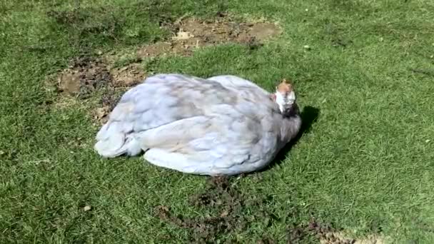 Surto Doença Newcastle Uma Pintada — Vídeo de Stock