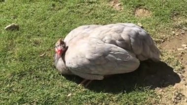 Gine tavuğu berbat durumda.