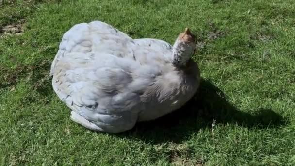 Galinha Guiné Está Doente Doente — Vídeo de Stock