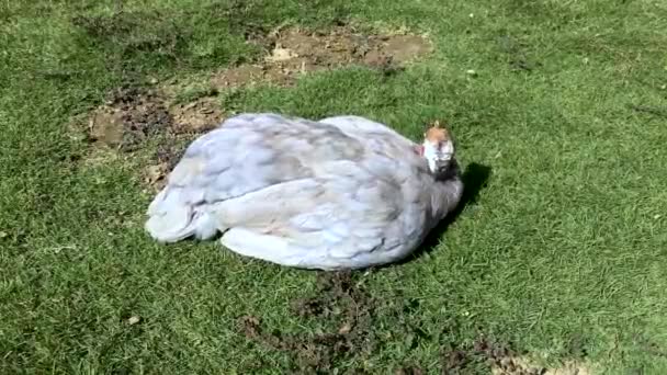 Pájaro Guinea Enfermo Sentado Una Hierba — Vídeos de Stock