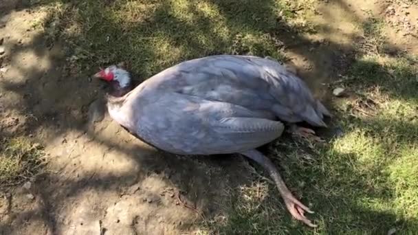 Perlhühner Starben Ausbruch Der Krankheit Bei Geflügel Und Lebenden Tieren — Stockvideo