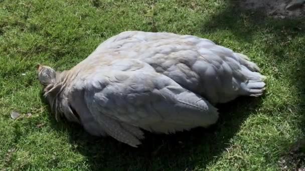 Outbreak Newcastle Disease Guinea Fowl — Stock Video