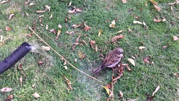Sparrow Taking Bath Searching Food Bird Eating Worms — Stock Video