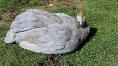 Mavi Gine tavuğu hasta ve yürüyemiyor.