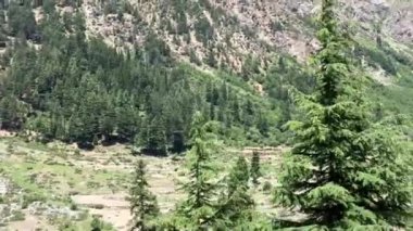 Mahodand Gölü 'ne giden yol kenarındaki Usho Nehri Sedir Ormanı