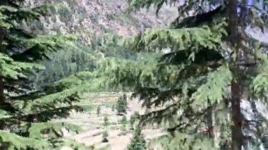 Usho Vadisi 'ndeki Deodar ağaçları Kalam SWAT klibi Mahodand Gölü' ne giden yolda hareket halindeki bir arabadan kaydediliyor.