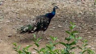 Genç, siyah omuzlu, bembeyaz bir baykuş dolaşıyor.