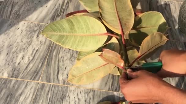 フィカス エラスティカの植物の切断の準備 — ストック動画