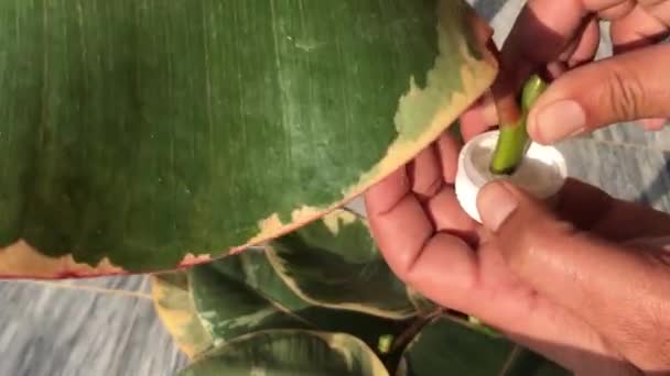 Προσθήκη Σκόνης Ορμόνης Ριζοβολίας Στα Μοσχεύματα Ελαστικών Φυτών — Αρχείο Βίντεο