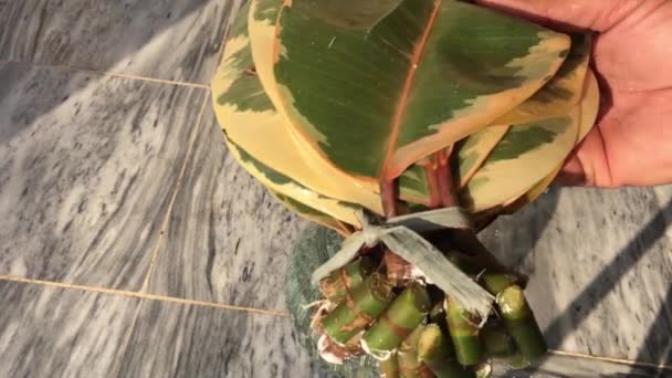 Putting Variegated Rubber Plant Leaf Cutting Vase Water Propagation — Stock Video