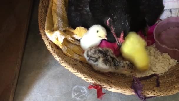 Κοτόπουλο Broody Εκκολάπτοντας Νεοσσούς Και Γαλοπούλες — Αρχείο Βίντεο