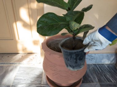 Bir keman yaprağının incir ağacını küçük plastik bir çömlekten büyük bir çömleğe dönüştürmek