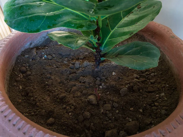 Plantou Uma Planta Ficus Lyrata Uma Panela — Fotografia de Stock