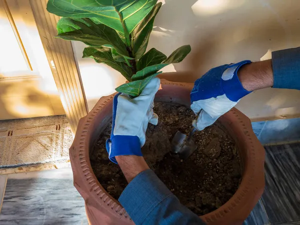 Planting a fiddle leaf fig plant in a pot