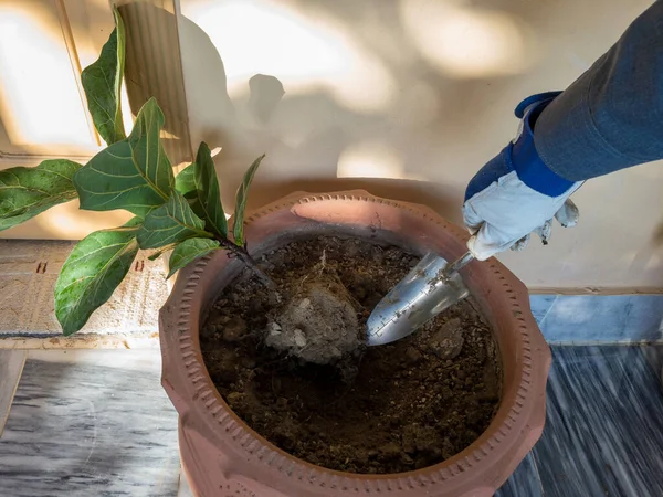 Ficus lyarata tree shifting to a large pot