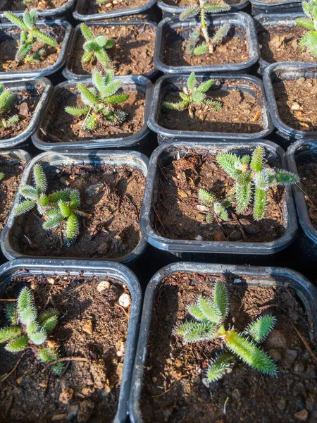 Delosperma Echinatum Also Known Pickle Plant Ice Plant Shrubby Succulent — Stock Photo, Image