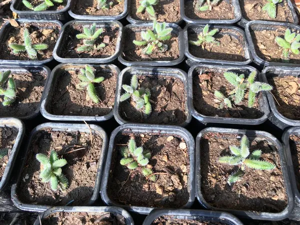 Delosperma Echinatum Também Conhecida Como Planta Picles Planta Gelo Arbusto — Fotografia de Stock