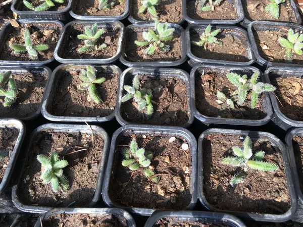 Delosperma Echinatum Também Conhecida Como Planta Picles Planta Gelo Arbusto — Fotografia de Stock