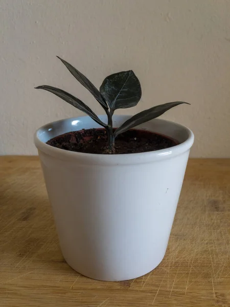 白いセラミックポットに鉢植えの黒い植物の閉鎖 — ストック写真