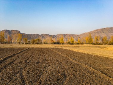 Pirinç hasadından sonra buğday ekmek için tarlalar hazırlıyorum.