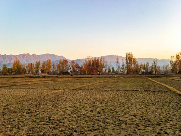 Ağaçlar sonbahar mevsiminde yaprakları turuncu renge çevirir