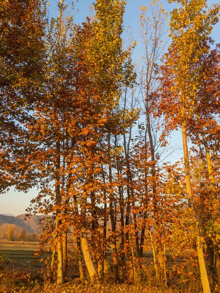 Los Árboles Cambian Color Las Temporadas Otoño — Foto de Stock