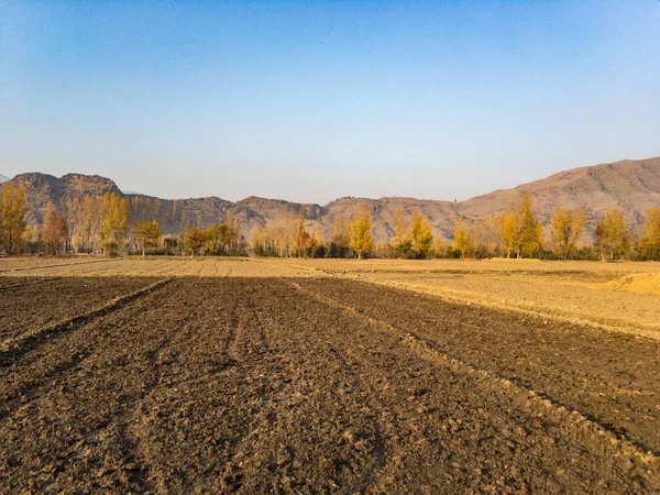 Pirinç hasadından sonra buğday ekmek için tarlalar hazırlıyorum.