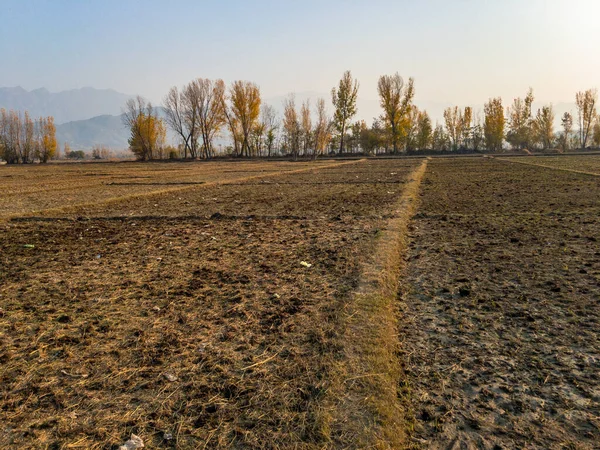 Pirinç hasadı hasat edildi ve tarlalar sonbahar hasadı için hazır.