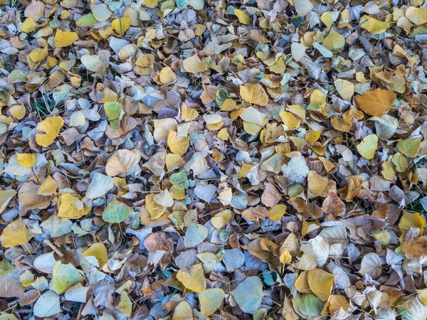 Suszone Liście Drzew Jesienią — Zdjęcie stockowe