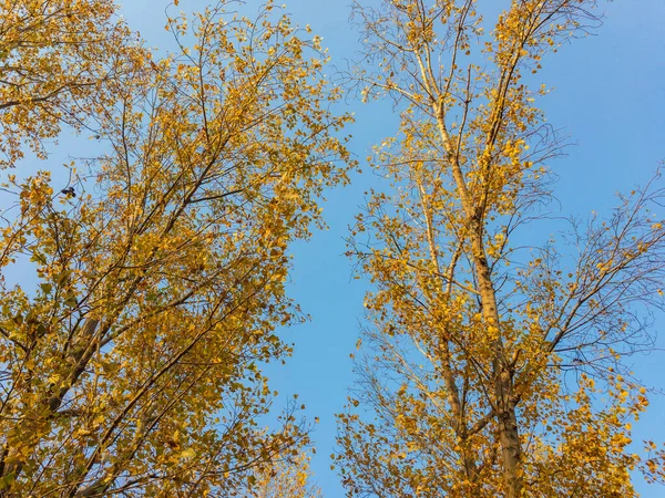 Folhas Árvore Ficam Amarelas Temporada Outono — Fotografia de Stock