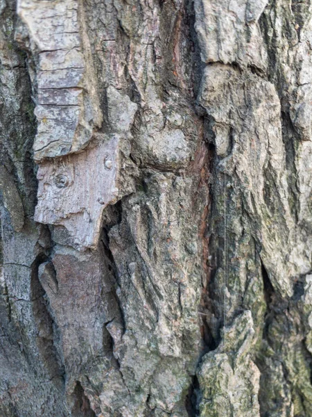 背景や壁紙のための木の幹のテクスチャ — ストック写真