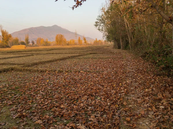 Поля Полны Сухих Листьев Упавших Деревьев Осенью — стоковое фото