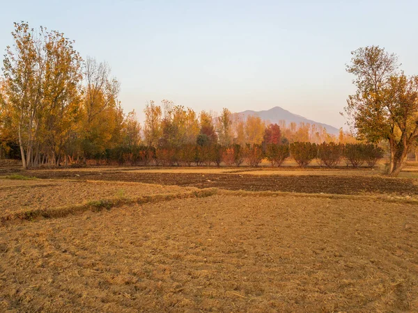 Sonbahar mevsiminde tarlaların ve ağaçların renkli manzarası