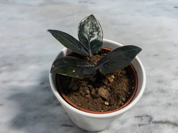 大理石の床の背景と白いセラミック鍋にザミエンカザミフィオリア植物 — ストック写真